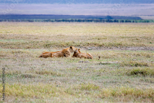 wildlife and animals in tanzania safari ngorongoro