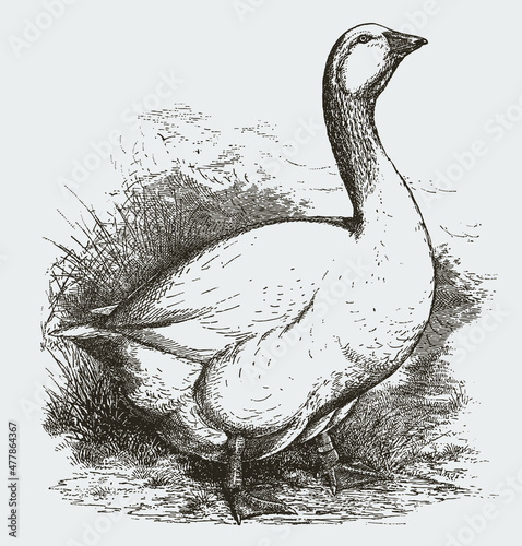Standing Embden goose in side view, looking upwards