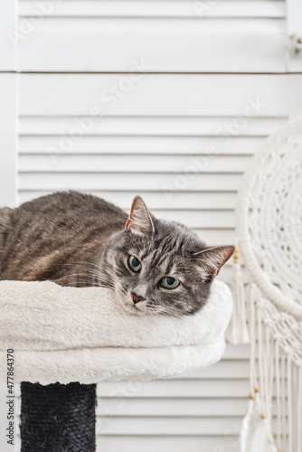 Gray tabby cat relaxing on cat tree scratching post
