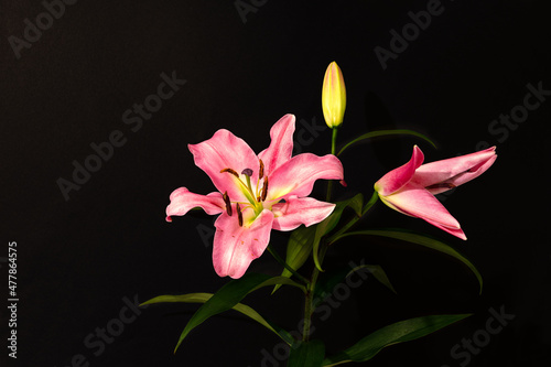 Still life  pink lilies on a black background