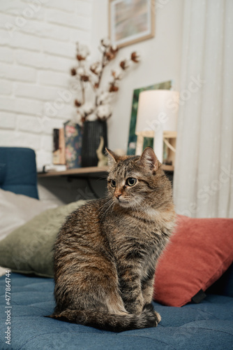 The cute cat is sitting on the sofa