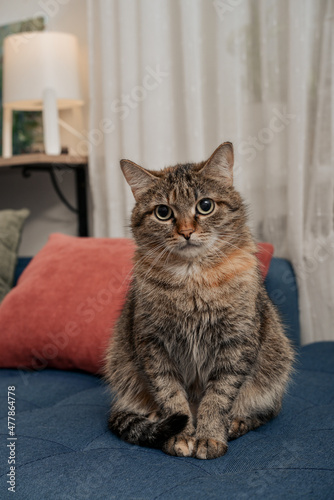 The cute cat is sitting on the sofa