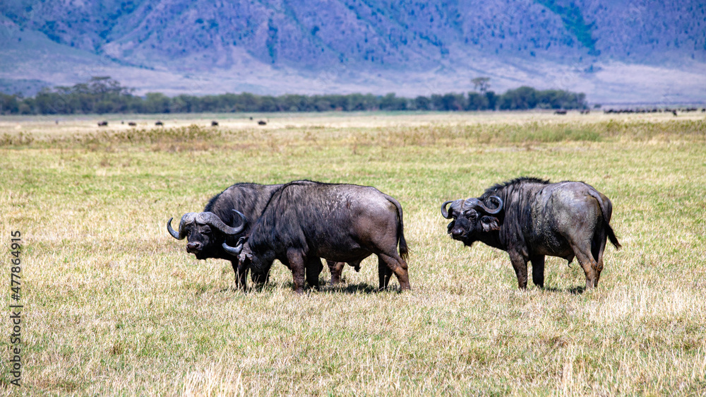 Fototapeta premium wild animals in ngorongoro crater tanzania