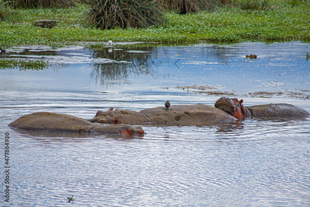 Fototapeta premium wild animals in ngorongoro crater tanzania