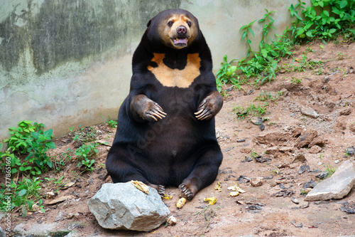 An elderly Sunny Bear (Helarctos malayanus) photo