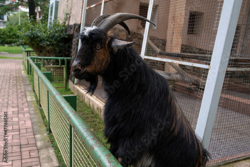 horned goat in the zoo © Dmitrii