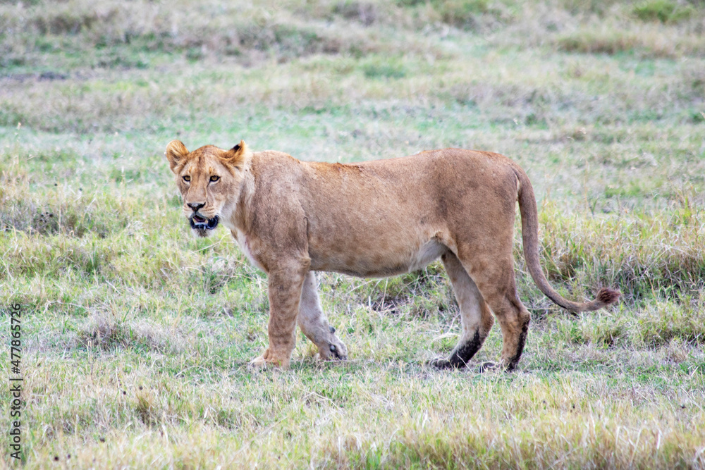 Fototapeta premium wild animals in ngorongoro crater tanzania