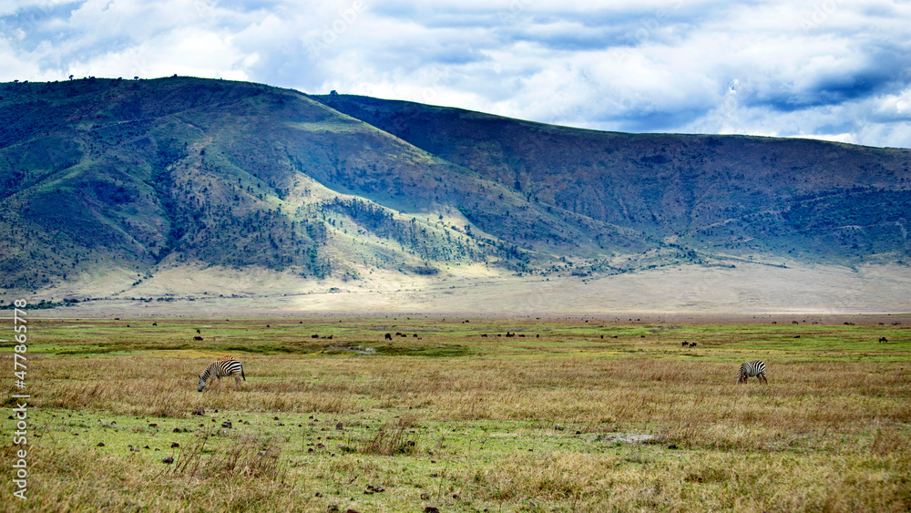 wild animals in ngorongoro crater tanzania