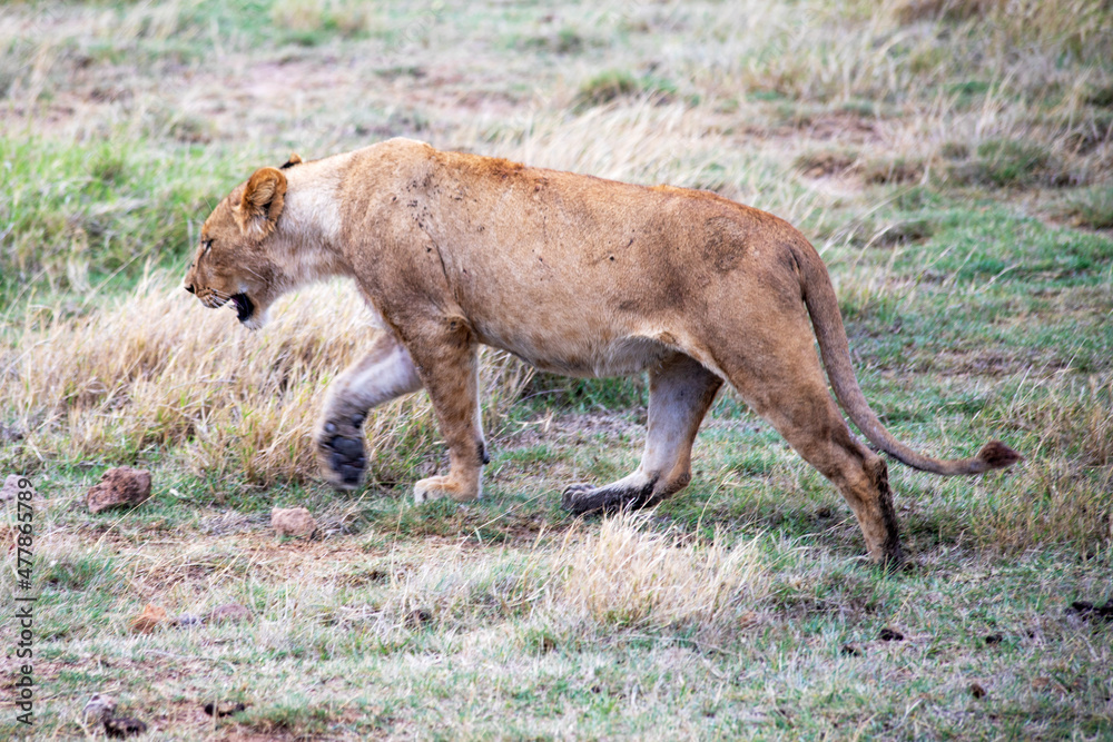 Fototapeta premium wild animals in ngorongoro crater tanzania