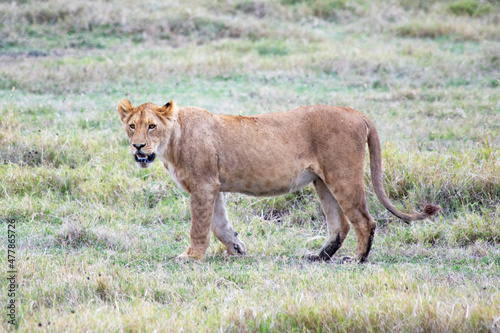 wild animals in ngorongoro crater tanzania