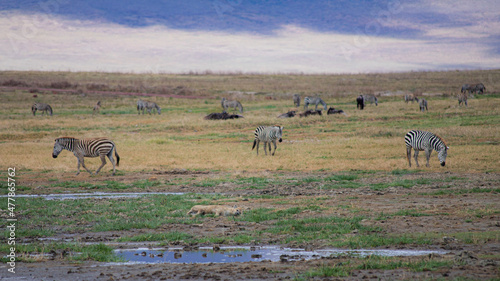 wild animals in ngorongoro crater tanzania photo