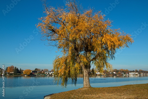 Autumn at Neufelder Lake in Neufeld an der Leitha, Burgenland, Austria, Europe
 photo