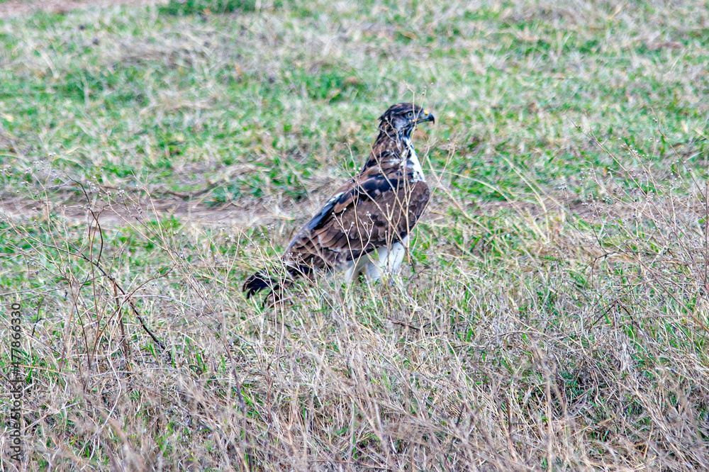 Ngorongoro crater wild life in tanzania Ngorongoro crater wild life in tanzania