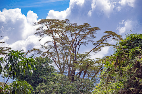 Ngorongoro crater wild life in tanzania photo