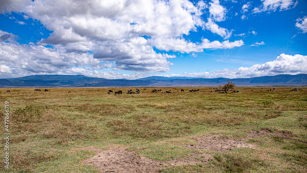 Fototapeta premium Ngorongoro crater wild life in tanzania