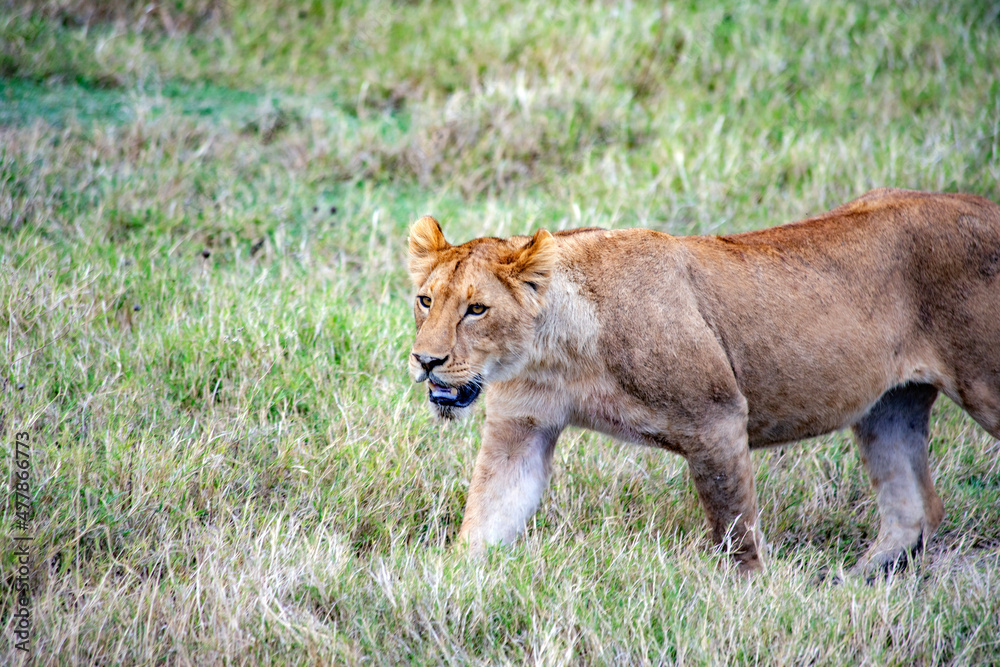 Fototapeta premium Ngorongoro crater wild life in tanzania