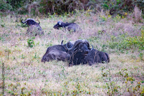 Ngorongoro crater wild life in tanzania photo