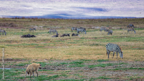 Ngorongoro crater wild life in tanzania photo