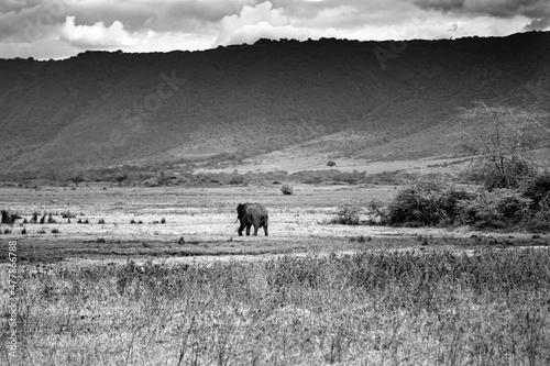 Ngorongoro crater wild life in tanzania photo