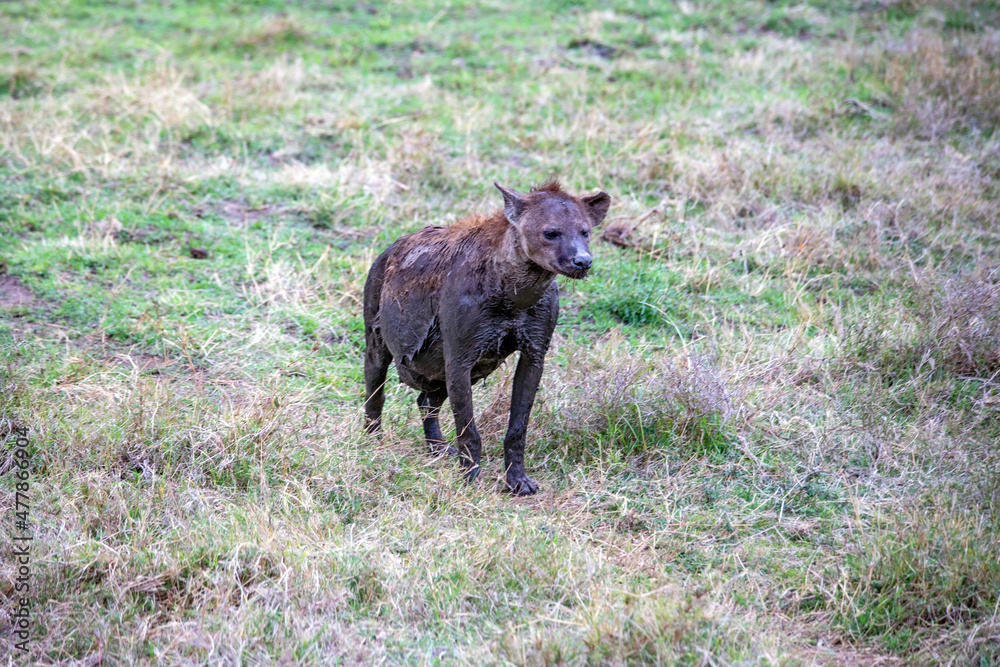 Fototapeta premium Ngorongoro crater wild life in tanzania