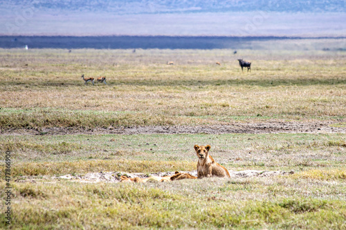 Ngorongoro crater wild life in tanzania photo