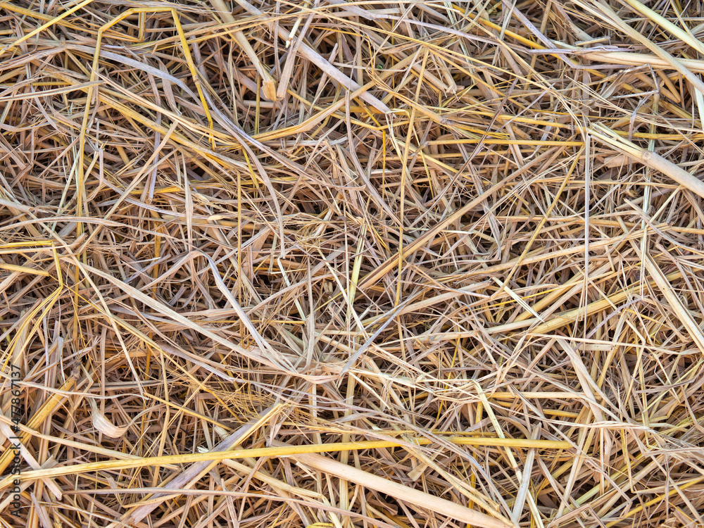 Dry straw grass background, texture, pattern