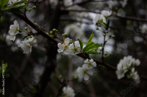 Prunus domestica - Ciruelo - Plum