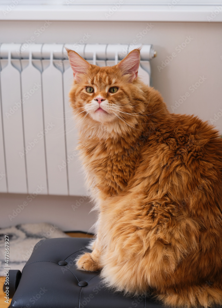 A Ginger Maine Coon cat sitting on a chair and looking at the camera