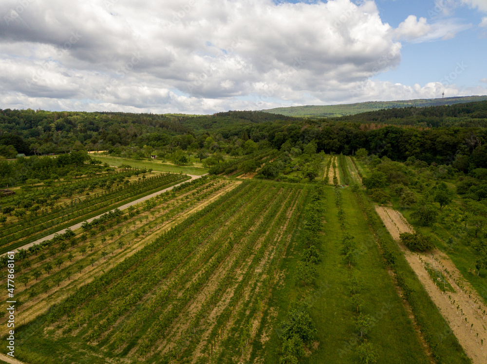 Drone / Aerial view - fields of the Rheingau close to Freudenberg Wiesbaden, Hessen Germany