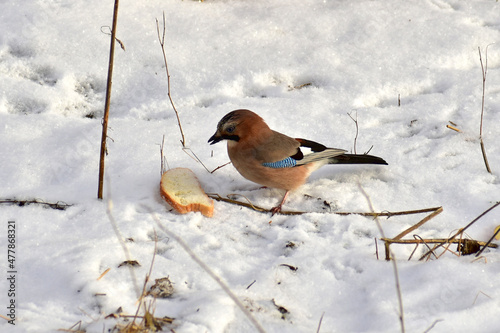 A jay bird found a piece of bread on the ground.