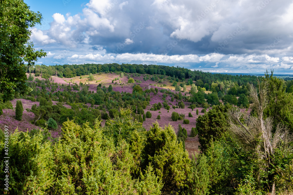Die Lüneburger Heide in voller Blüte in dem Gebiet um Bispingen, Wilseder Berg, Totengrund Die Lüneburger Heide in voller Blüte in dem Gebiet um Bispingen, Wilseder Berg, Totengrund
