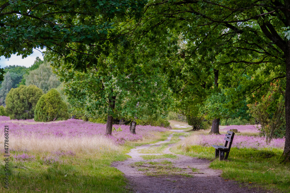 Die Lüneburger Heide in voller Blüte in dem Gebiet um Bispingen, Wilseder Berg, Totengrund Die Lüneburger Heide in voller Blüte in dem Gebiet um Bispingen, Wilseder Berg, Totengrund