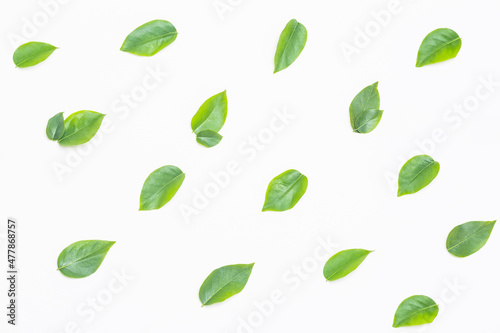Cute little green leaves on white background, green leaf pattern background