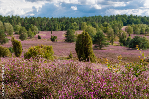 Die Lüneburger Heide in voller Blüte in dem Gebiet um Bispingen, Wilseder Berg, Totengrund