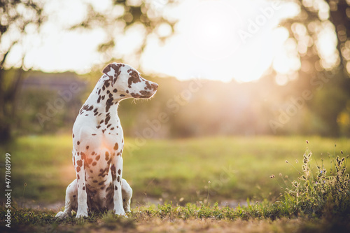 brown dalmatian dog breed