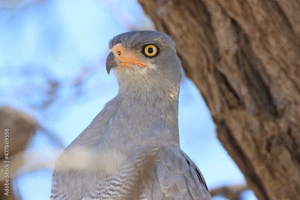 Pale Chanting Goshawk in the Kgalagadi Pale Chanting Goshawk in the Kgalagadi