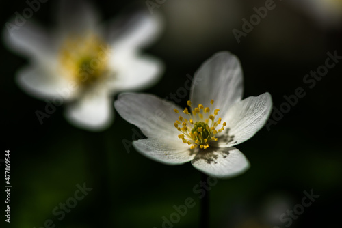 white flower with dew drops
