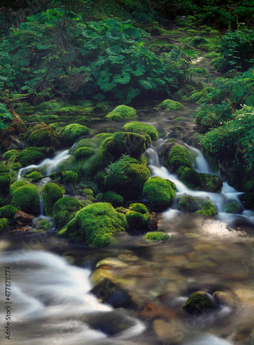 Koscielski stream  Koscieliska Valley  Tatry National Park  Poland