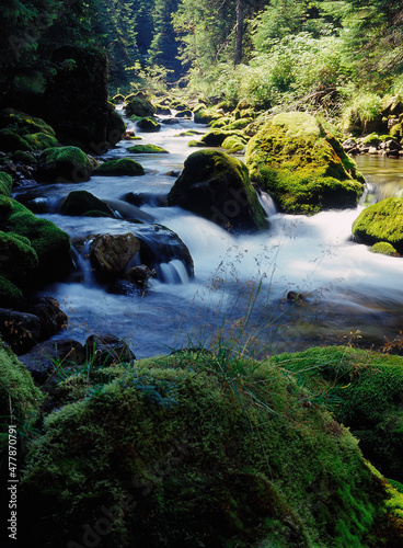 Mountain stream  Koscieliska Valley  Tatry National Park  Poland