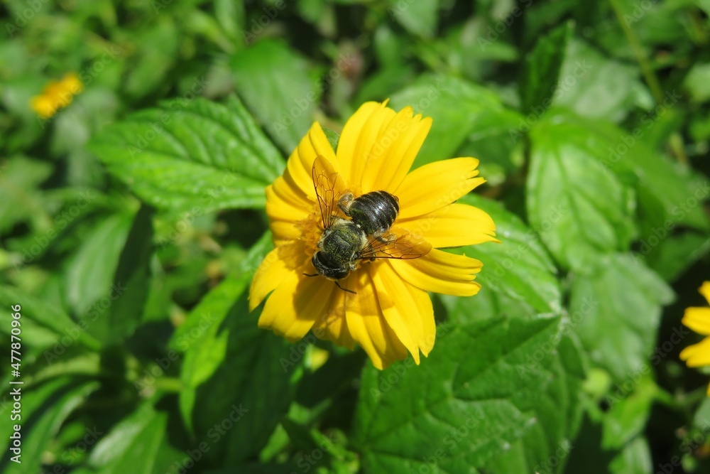 Black bee on yellow flower on natural green background Black bee on yellow flower on natural green background
