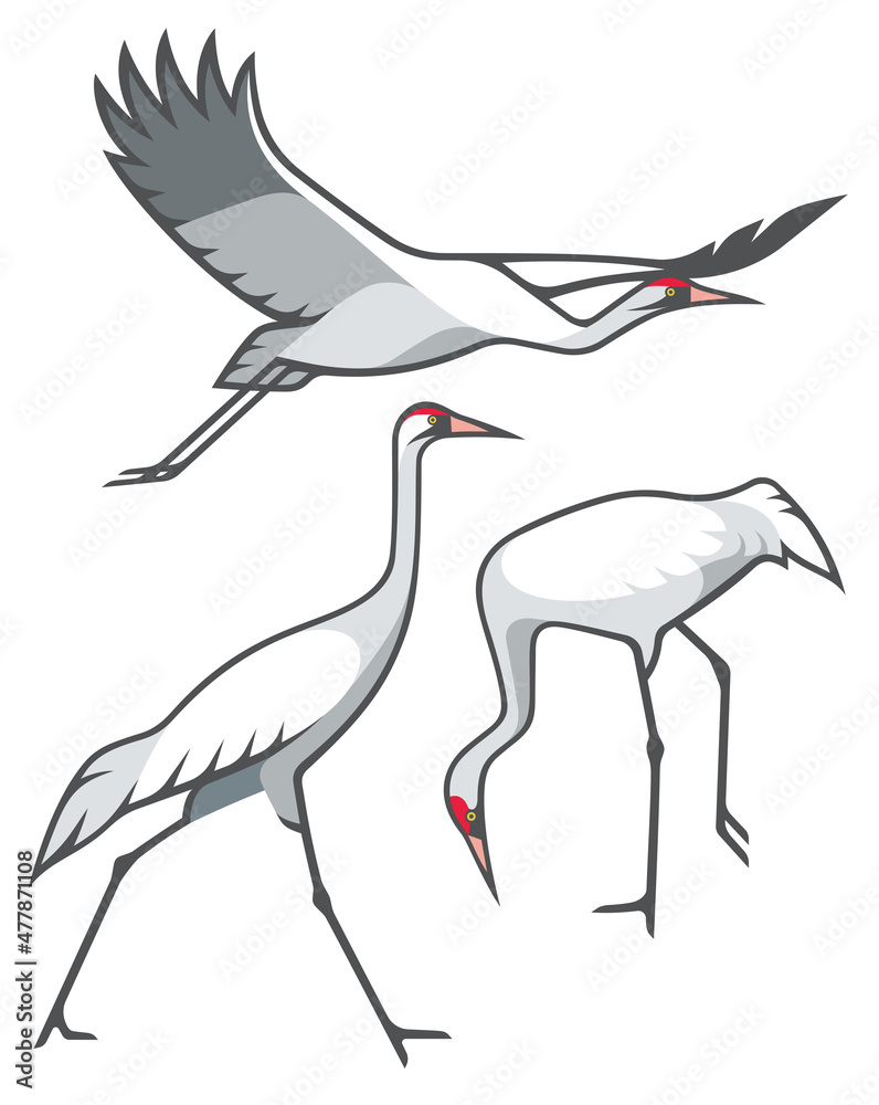 Obraz premium Stylized Birds - Whooping Crane