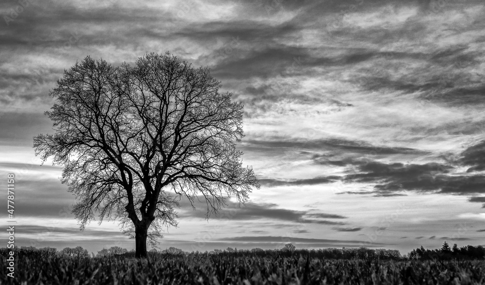 Naklejka premium A black and white image of a single tree silhouetted against a cloudy sky background