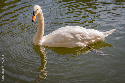 Swan in city pond