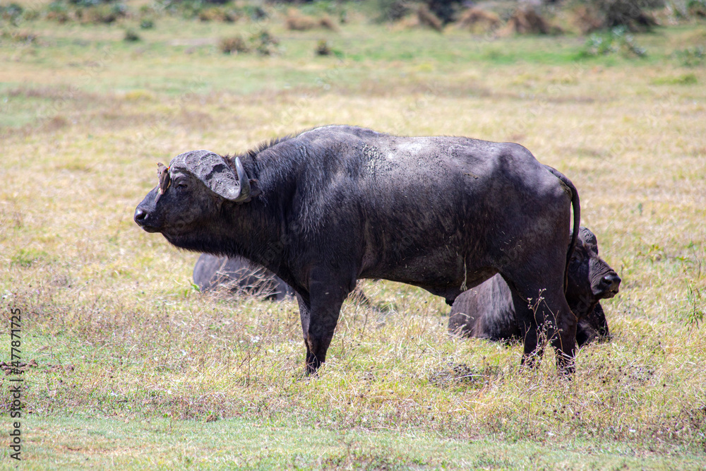 buffalo in the field
