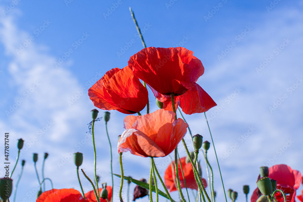 Fototapeta premium poppy flowers against sky