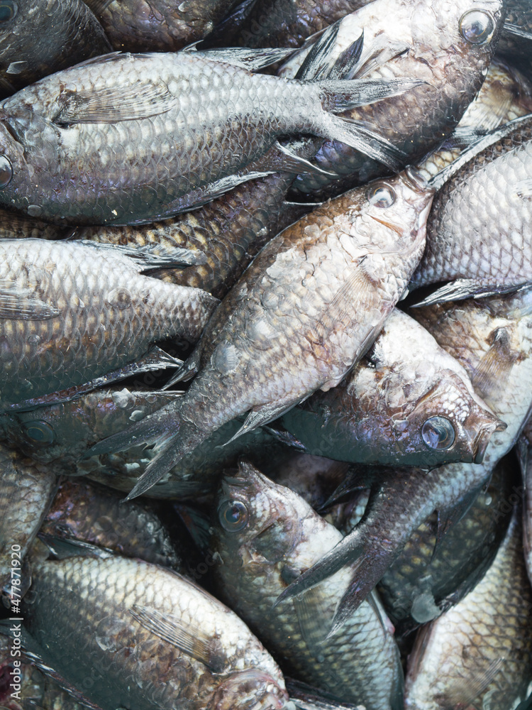 Top view of fresh caught fish, Mediterranean chromis from the local seafood market in Dalmatia, Croatia Top view of fresh caught fish, Mediterranean chromis from the local seafood market in Dalmatia, Croatia