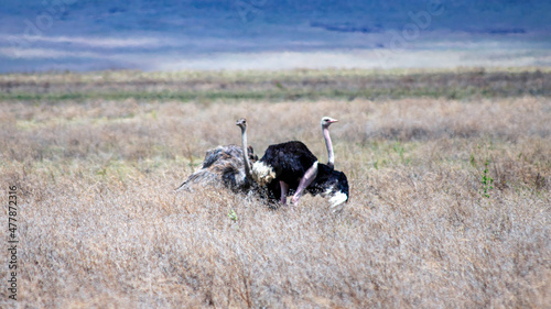 Fotografie ostrich walking in the field