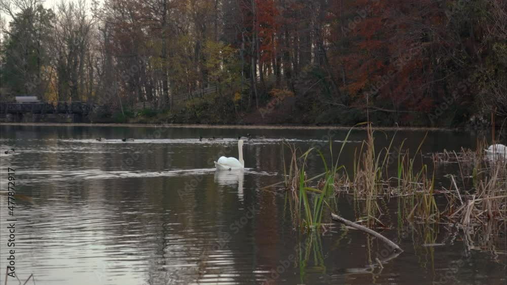 Two white swans and flock of mallard ducks swimming in the pond. Črnava lake, Preddvor, Slovenia. Bird searching for food. Pristine and quiet environment. Colorful shore in autumn season. Real time Two white swans and flock of mallard ducks swimming in the pond. Črnava lake, Preddvor, Slovenia. Bird searching for food. Pristine and quiet environment. Colorful shore in autumn season. Real time