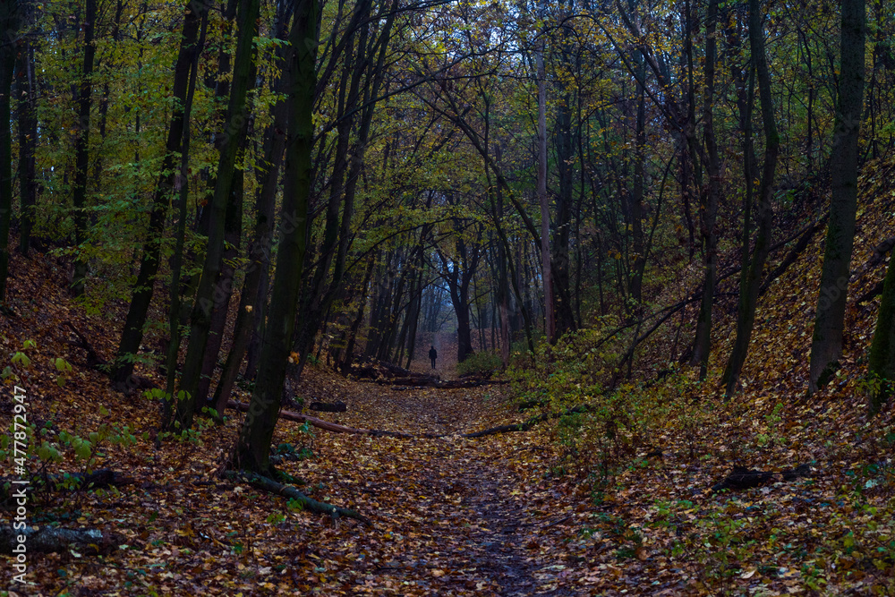 Obraz premium Autumn