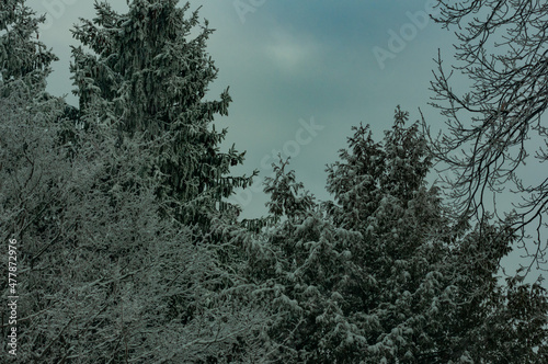 Winter forest in the village of Sosnovy Solonets, Samarskaya Luka National Park! photo